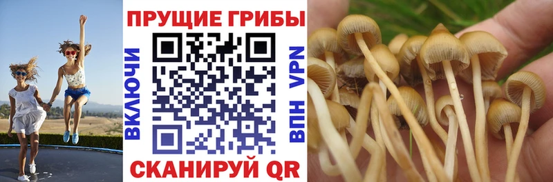 Галлюциногенные грибы мухоморы Колпашево